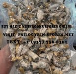 buy magic mushrooms online.jpg